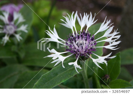 山藥Yagurugaku：白色（山菊花） 32654697