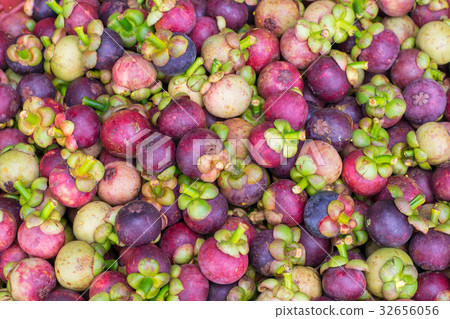 Mangosteen for transportation is in the basket Mangosteen for transportation is in the basket 32656056