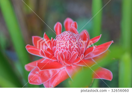 Close up of Torch ginger . 32656060