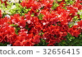 Red azalea 32656415