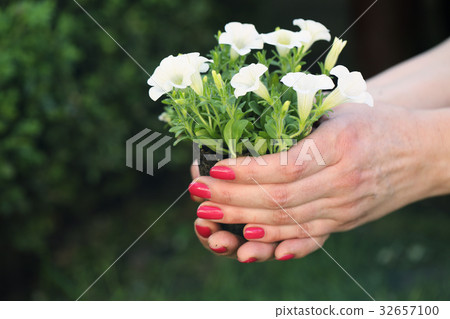 Bush of petty white petunia 32657100