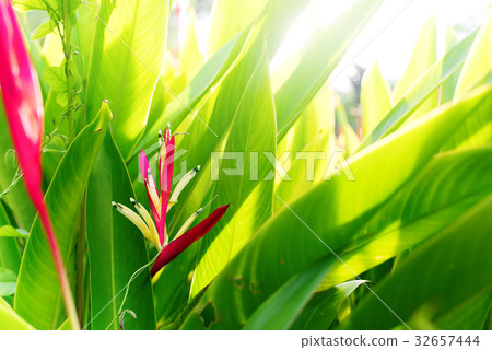 Colorfull Heliconia Flower Tropical Plant Summer Colorfull Heliconia Flower Tropical Plant Summer 32657444