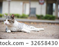 Stray cat 32658430