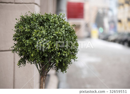 ornamental tree in the street ornamental tree in the street 32659551