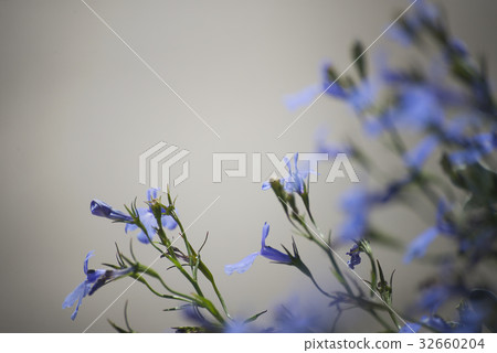 flower plant on blurred background flower plant on blurred background 32660204