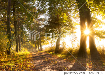 Sunset on a forest path in autumn Sunset on a forest path in autumn 32660916