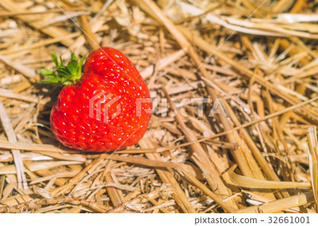Ripe fresh picked strawberries laying on the hay Ripe fresh picked strawberries laying on the hay 32661001