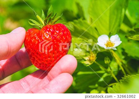 Holding a perfect fresh plucked strawberry over Holding a perfect fresh plucked strawberry over 32661002