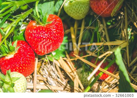 Bunch of fresh growing strawberries begining to Bunch of fresh growing strawberries begining to 32661003