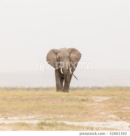 Herd of wild elephants in Amboseli National Park 32661383