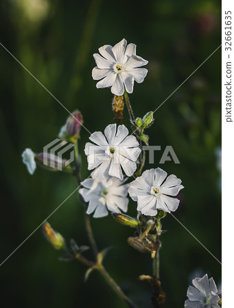 Beautiful dewy flowers of the Bladder Campion 32661635