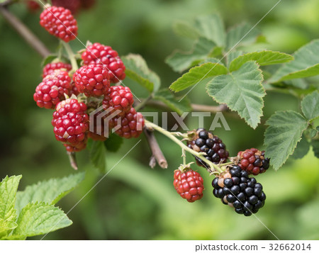 Blackberry  32662014