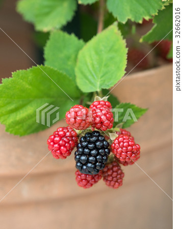 Blackberry  32662016