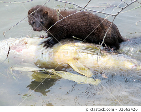 Toronto Lake Lontra canadensis eating fish 2017 Toronto Lake Lontra canadensis eating fish 2017 32662420
