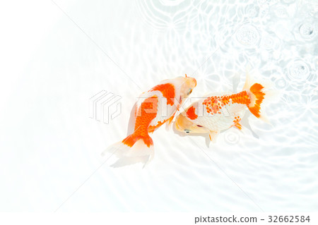 Izumo Nankin-Goldfish bred in Shimane Prefecture Izumo district 32662584