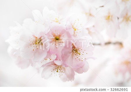 淡櫻花 32662691