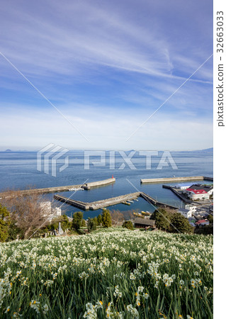 Suisen field of Iyo-shi Bonin (Japan Narcissus flower open road) 32663033