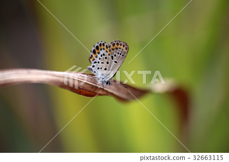 Miyamashijimi 32663115