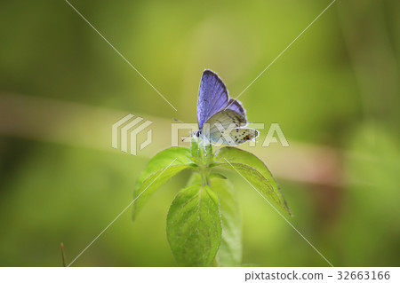 Swallowfish 32663166