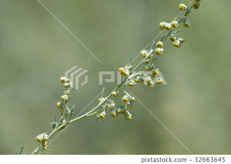 Wormwood 32663645