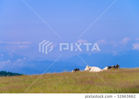 [Nagano Prefecture] Ranch in the High Bocchi Plateau in summer 32663662