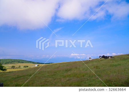 [Nagano Prefecture] Ranch in the High Bocchi Plateau in summer 32663664