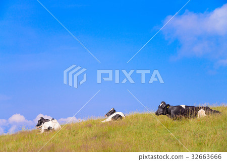 [Nagano Prefecture] Ranch in the High Bocchi Plateau in summer 32663666