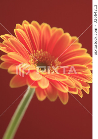 Flower Gerbera 32664212