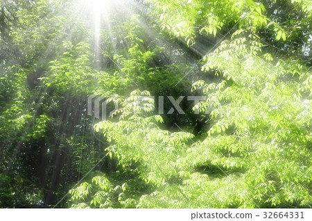 Fresh green Fresh green 32664331
