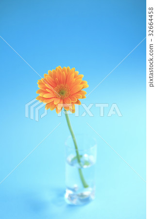 Flower Gerbera 32664458
