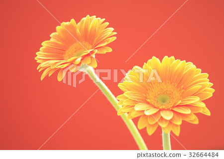 Flower Gerbera 32664484
