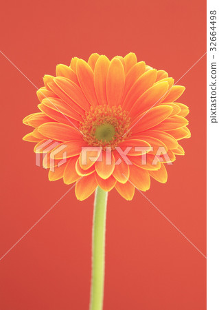 Flower Gerbera 32664498