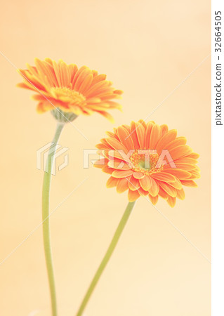 花非洲菊 32664505