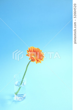 Flower Gerbera 32664520