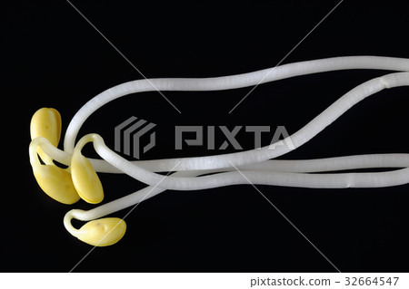 Bean sprouts Bean sprouts 32664547