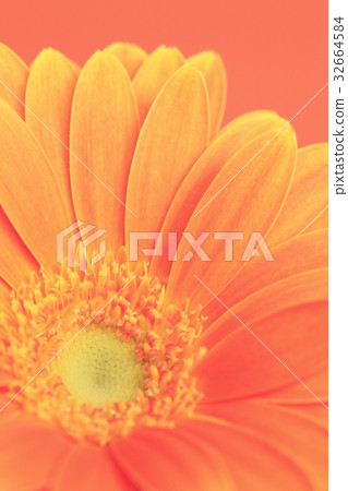 Flower Gerbera 32664584