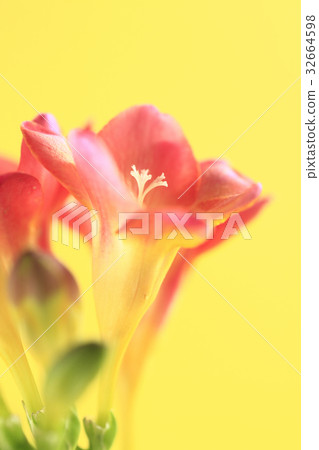 Flower Freesia 32664598