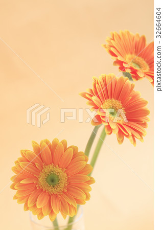 Flower Gerbera 32664604