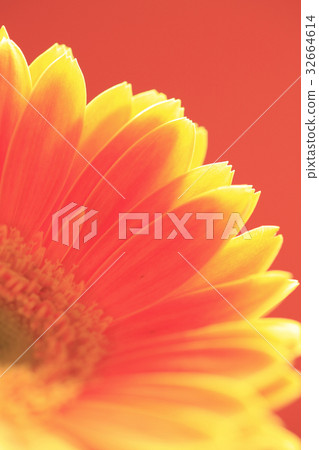 Flower Gerbera 32664614