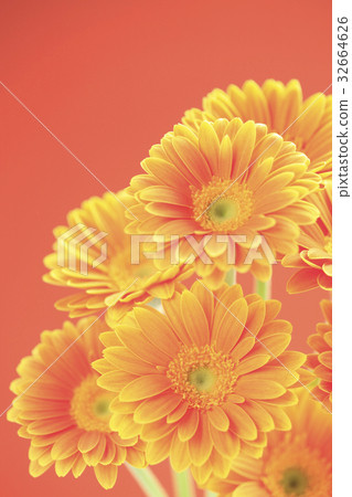 Flower Gerbera Flower Gerbera 32664626
