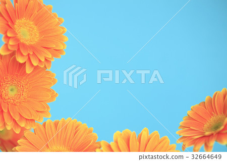 Flower Gerbera 32664649