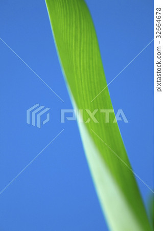 花風信子葉子 花風信子葉子 32664678