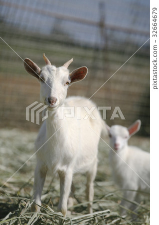 Tamagirijima Goat Tamagirijima Goat 32664679