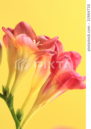 Flower Freesia 32664738