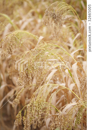 Mochi小米 32665005