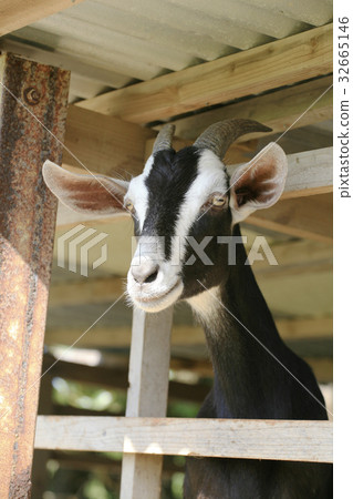 Tamagirijima山羊 32665146