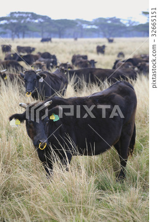 Tamagawa beef grazing Tamagawa beef grazing 32665151