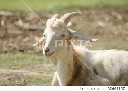 Tamagirijima山羊 Tamagirijima山羊 32665167