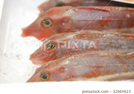Gurnard Gurnard 32665623
