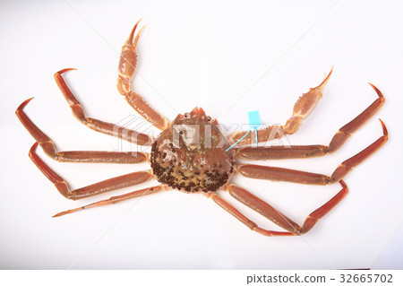 Togenic蟹 Togenic蟹 32665702